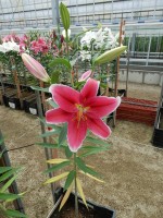 [4349 Joop VWS No01.JPG]